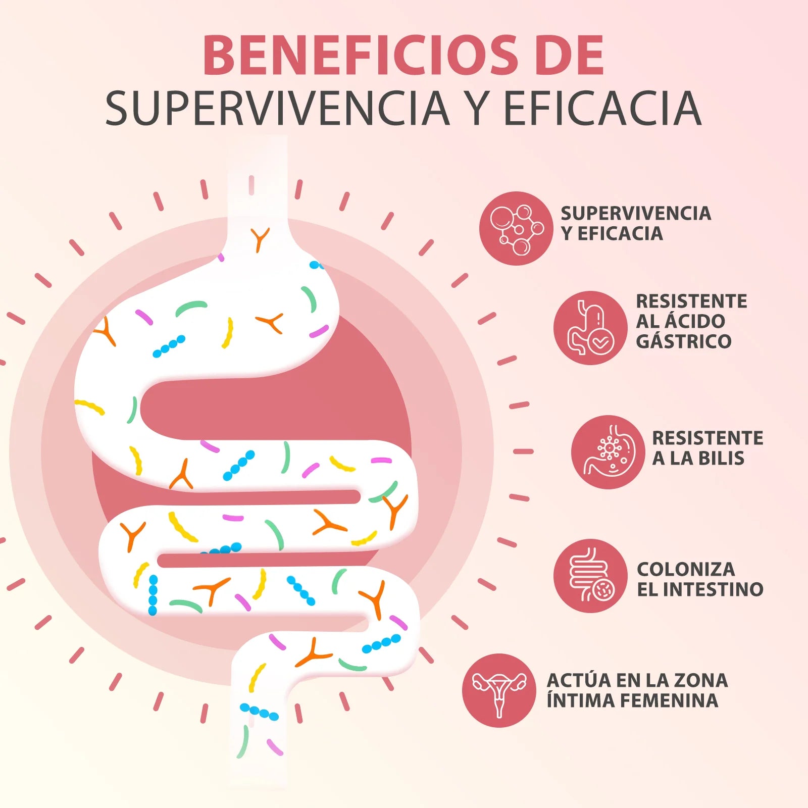 WindBoss Women’s Private Care – Probióticos Premium para la Salud Íntima y Digestiva